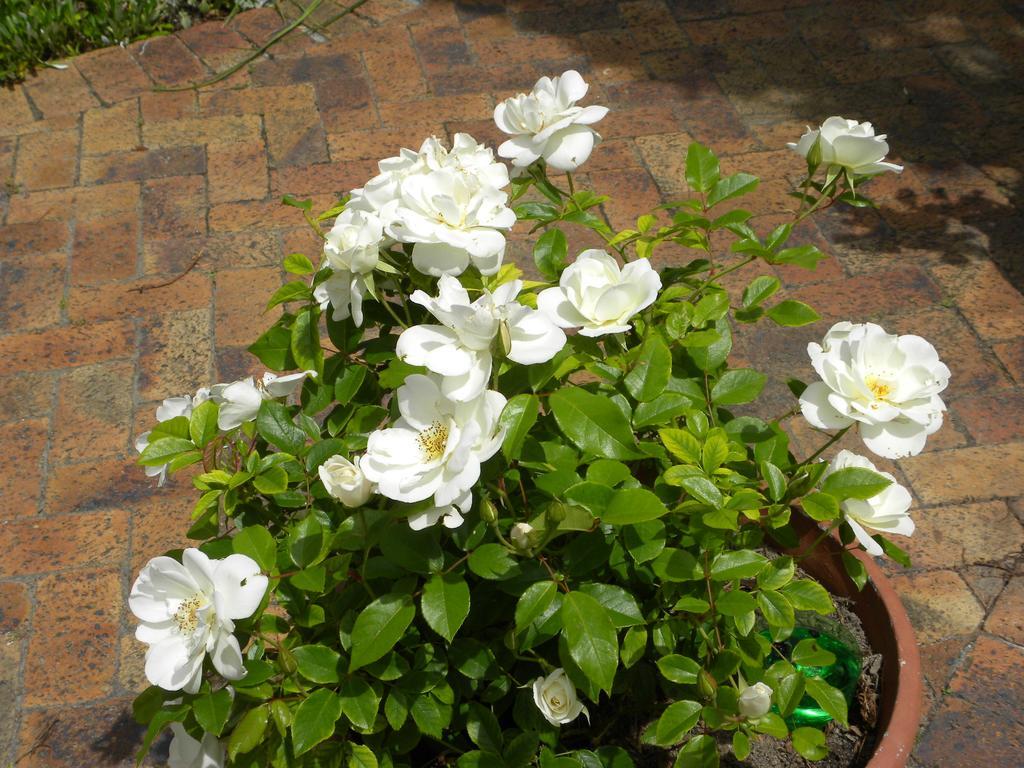 Applegarth B&B And Self-Catering Studios Kaapstad Buitenkant foto